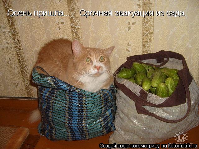 http://filed3-4.my.mail.ru/pic?url=http%3A%2F%2Fkotomatrix.ru%2Fimages%2Flolz%2F2009%2F09%2F13%2F357727.jpg&amp;mw=&amp;mh=&amp;sig=ceacef1e45352b599dd7f7252b8418c2